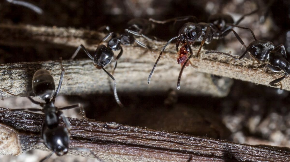 Na každého člověka připadá na Zemi 2,5 milionu mravenců